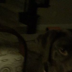 Meet your Posher, Larry